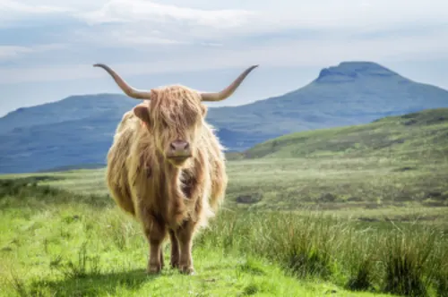 Highlandrind