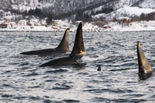 Orcas, Tromsø