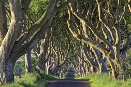 The Dark Hedges, Antrim, Nordirland
