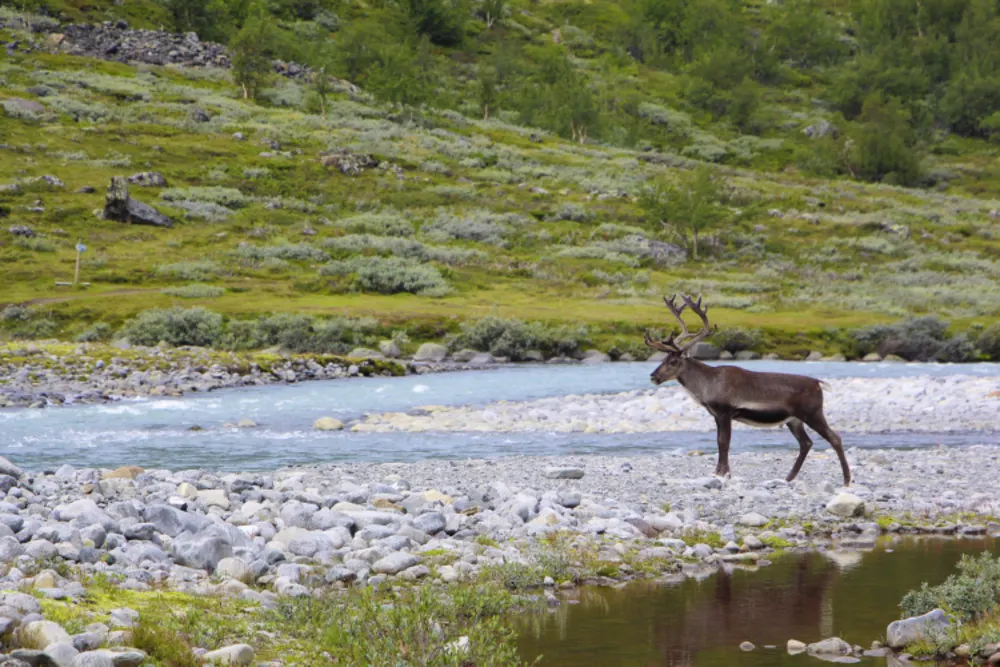 Hardangervidda