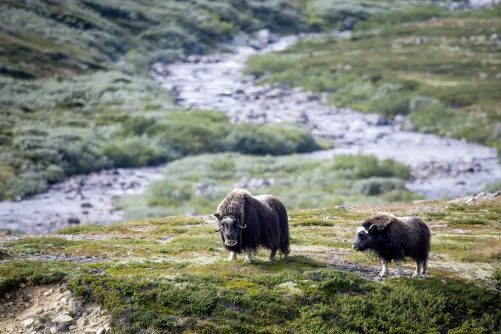 Dovrefjell
