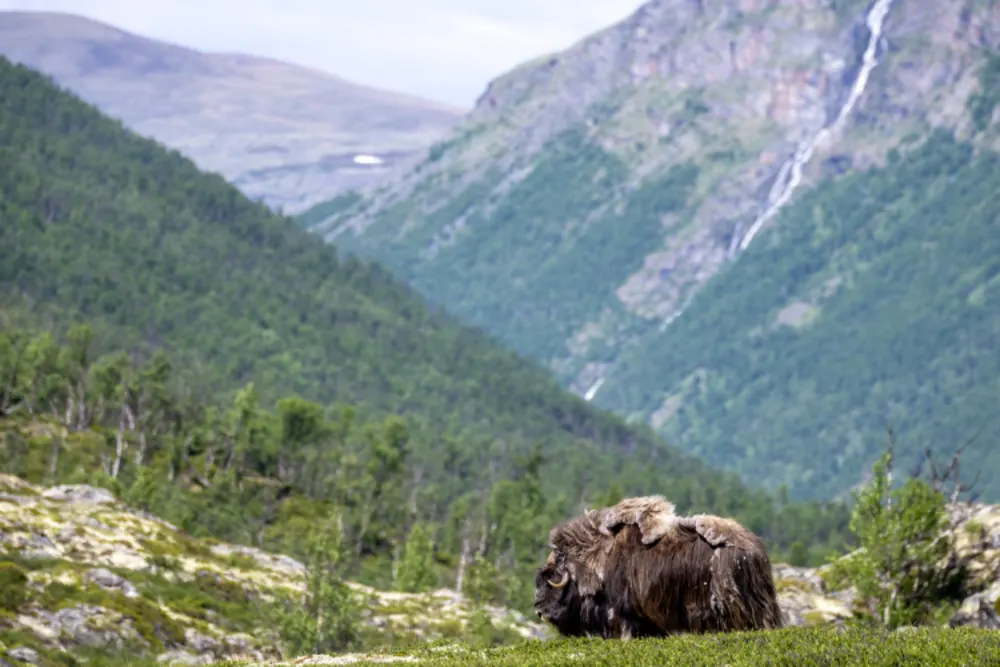 Dovrefjell