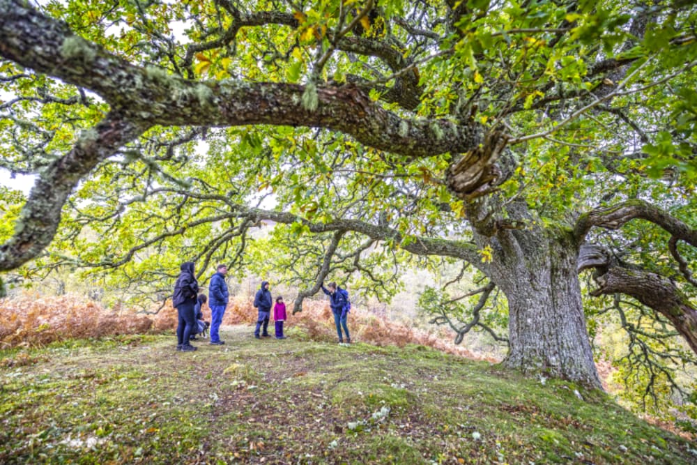 Dundreggan Rewilding Centre