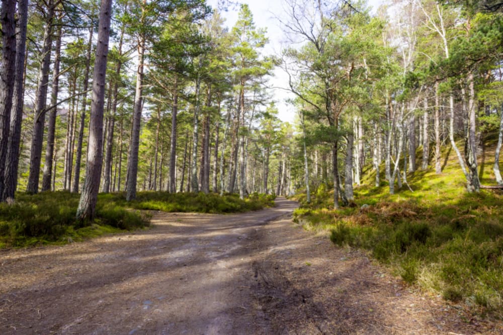 Rothiemurchus