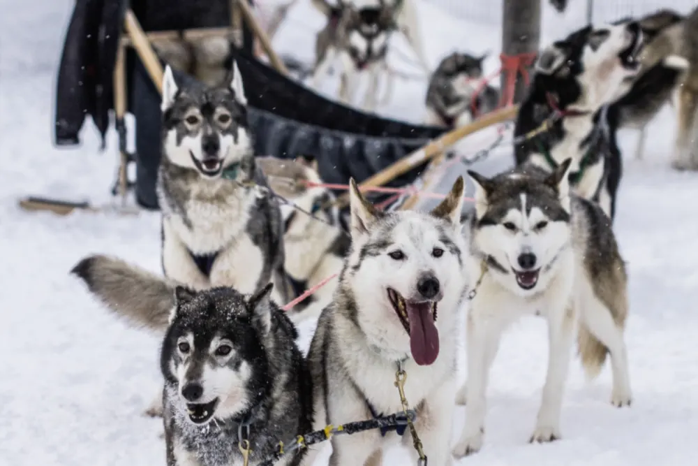 Huskysafari