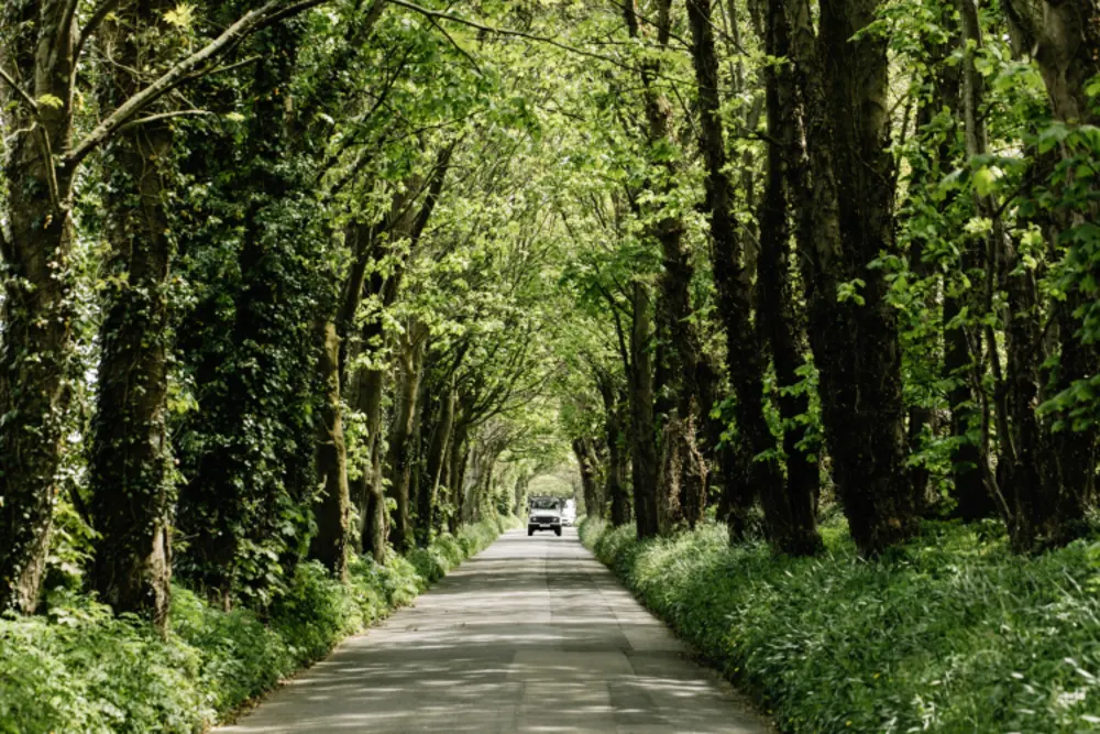 Green Lanes