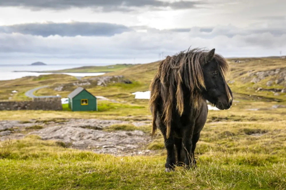 Shetland Pony