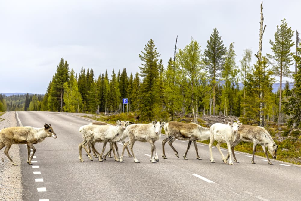 Rentiere bei Arjeplog