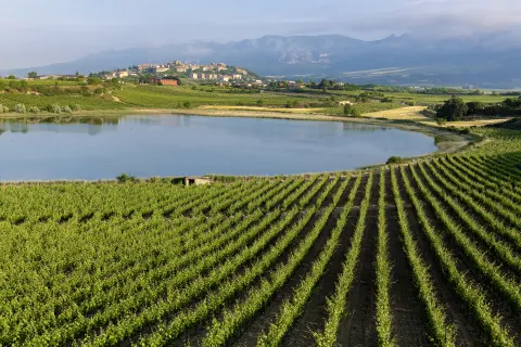 Weinberge, Laguardia