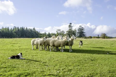 Hütehund