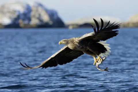 Seeadler