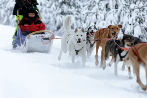 dog-sledding