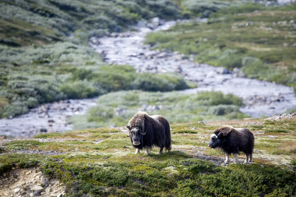 Dovrefjell