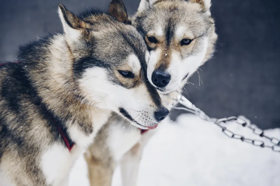 Huskysafari