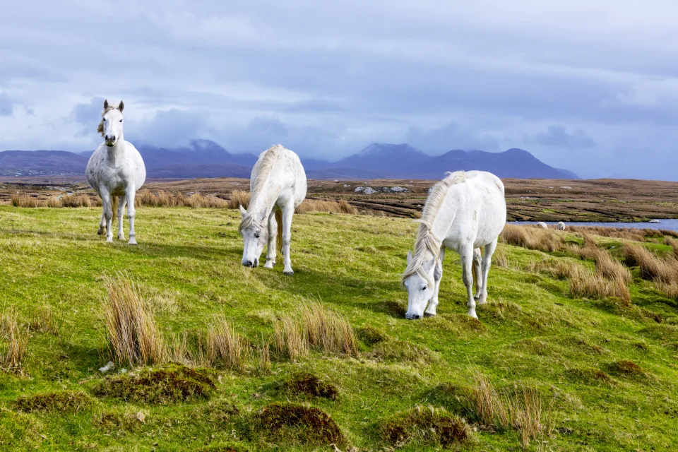 Connemara