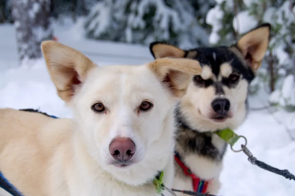 Huskysafari
