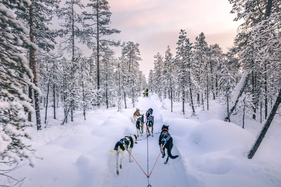 Huskysafari