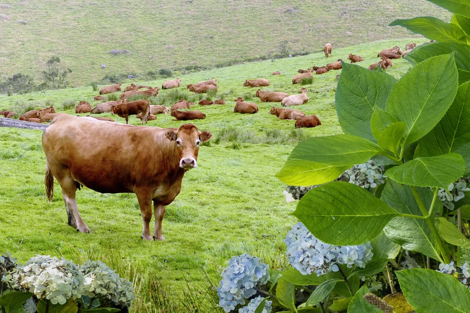 Terceira