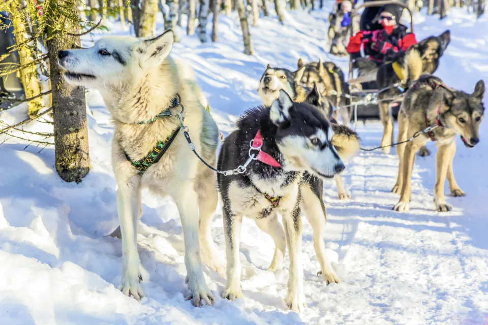 Huskysafari