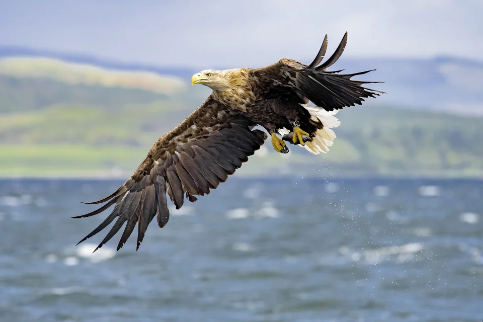 Seeadler