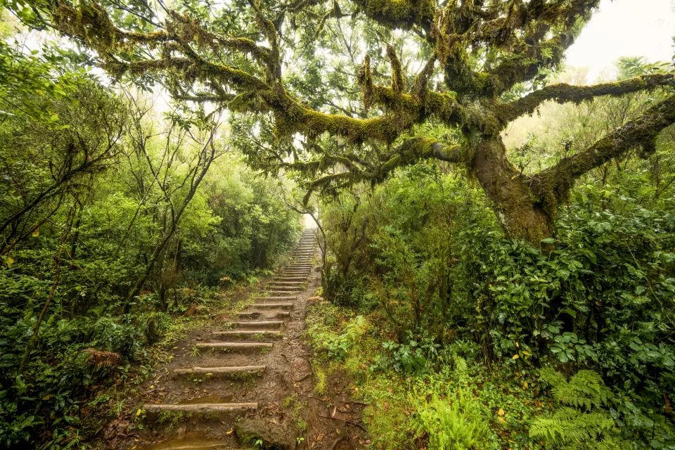 Fanal-Wald, Madeira