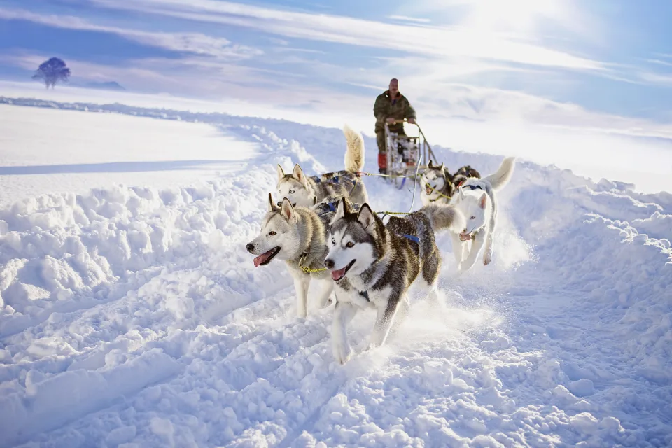 Huskysafari