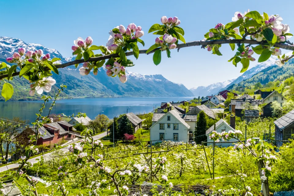 Hardangerfjord