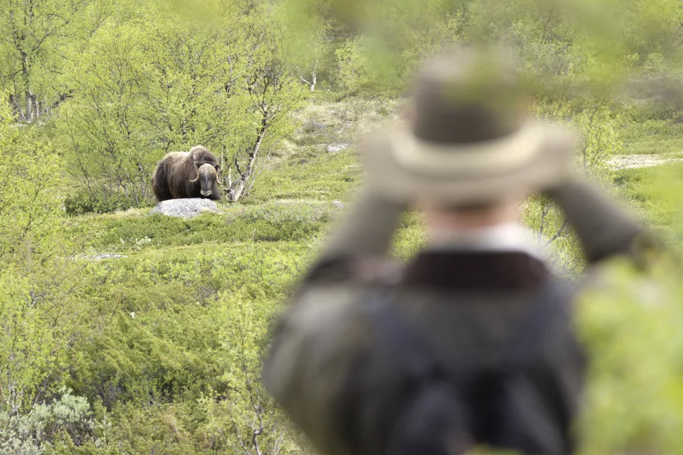Moschusochsensafari