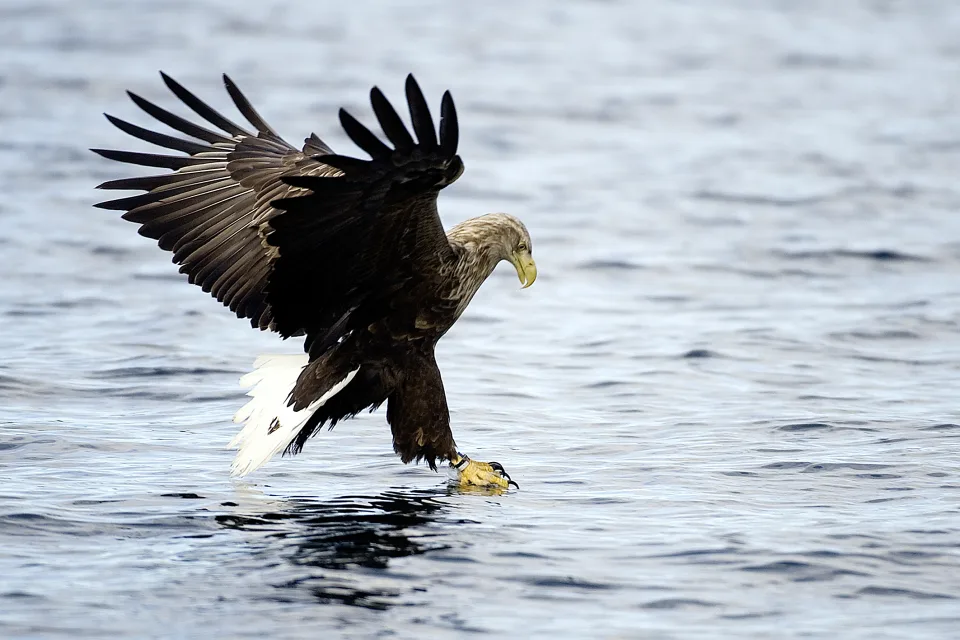 Seeadler