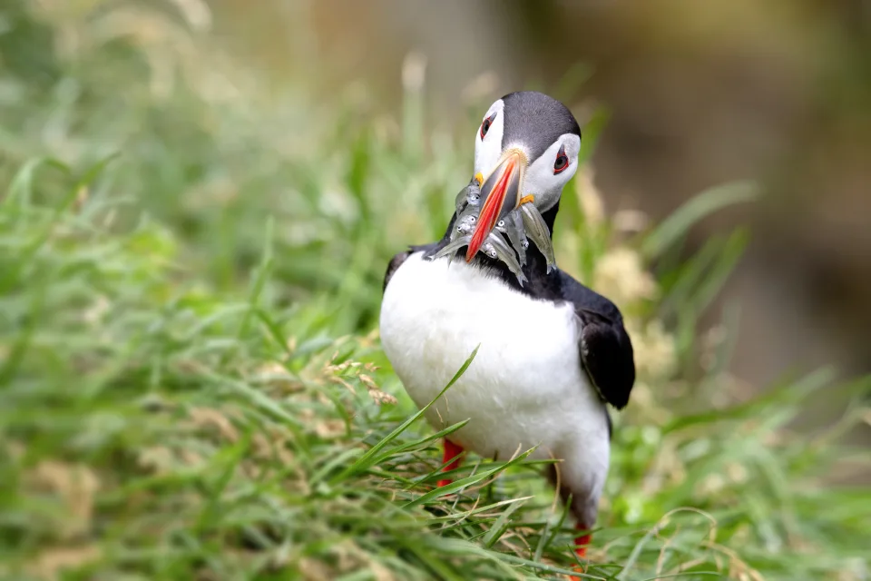 Papageientaucher