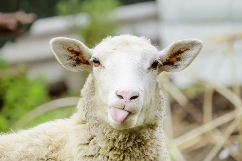 Funny sheep