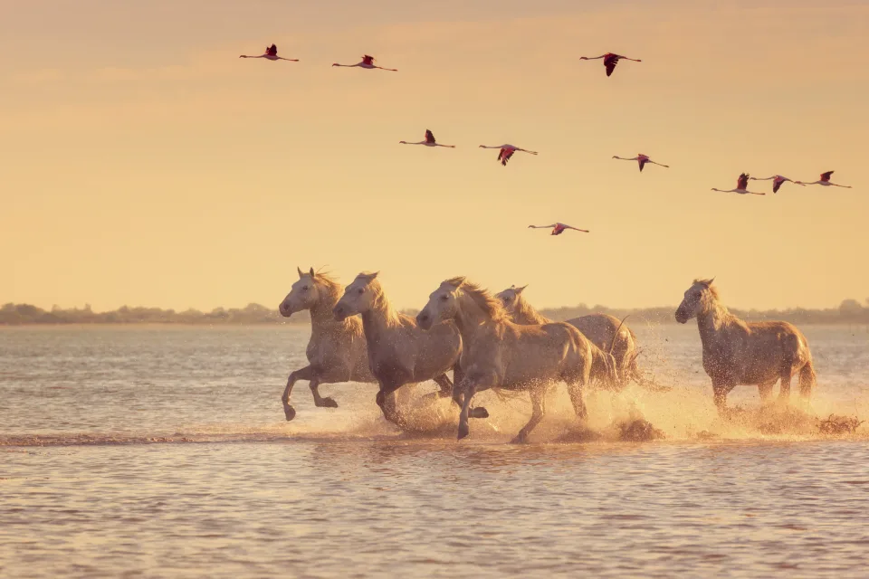 Camargue-Pferde