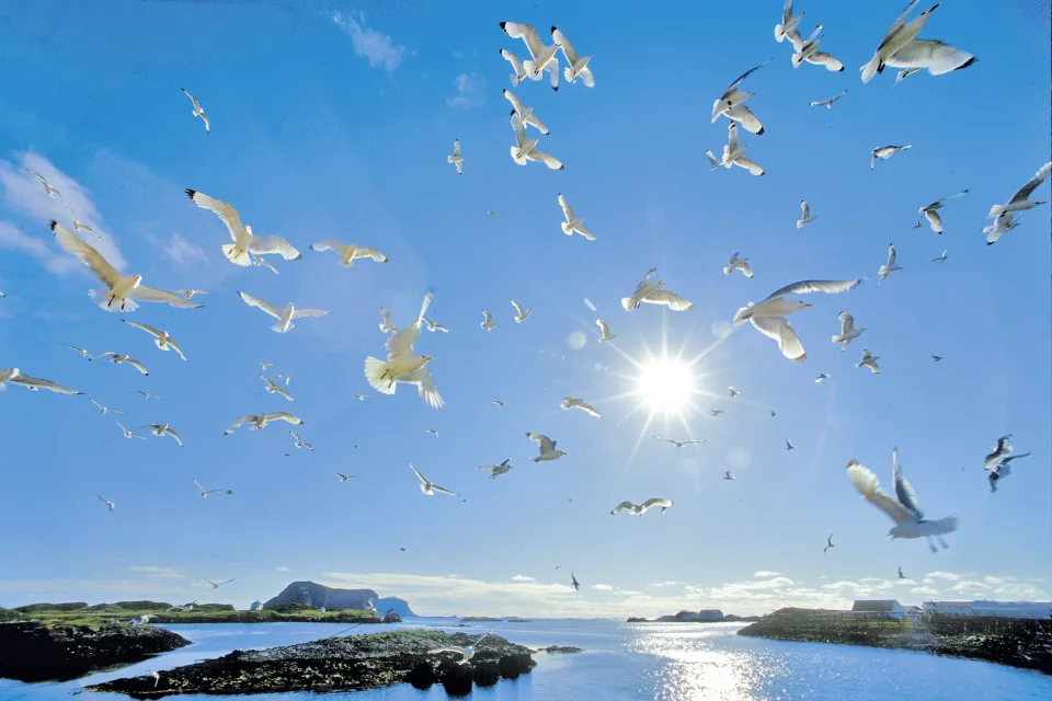 Henningsvær, Lofoten