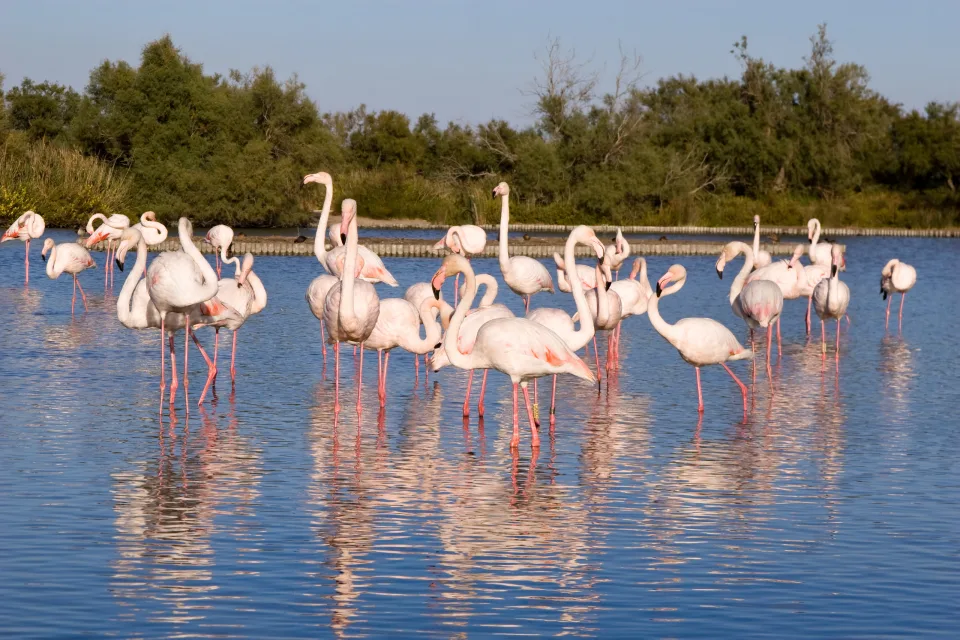 Camargue