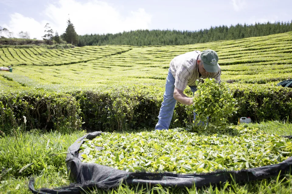 Teeplantagen, São Miguel