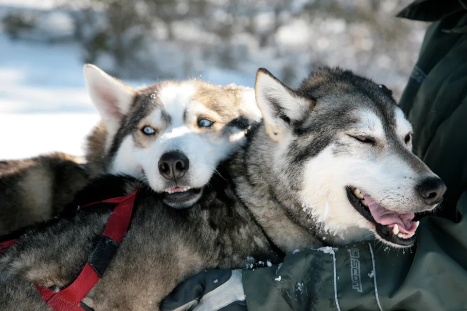 dogs-cuddling