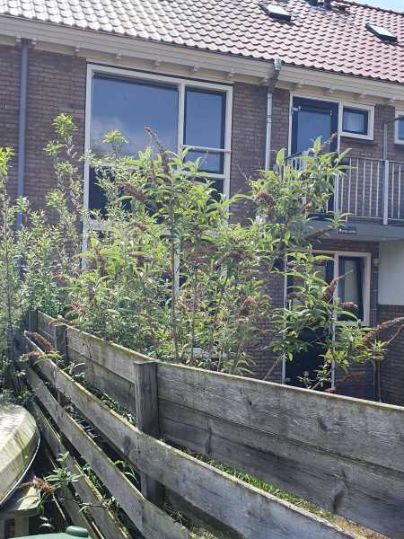 Jacobus van Waertstraat 7A