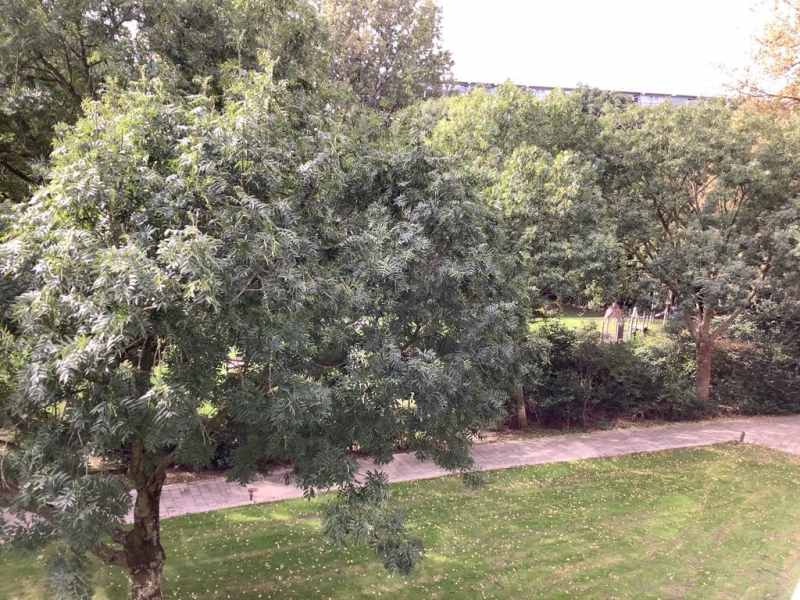 Pieter de Hoochplaats 42