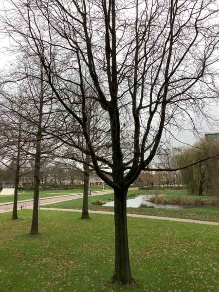 Pieter de Hoochplaats 4