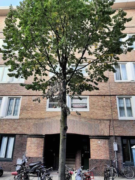 Van Speijkstraat 101A, 1057 GR Amsterdam, Nederland