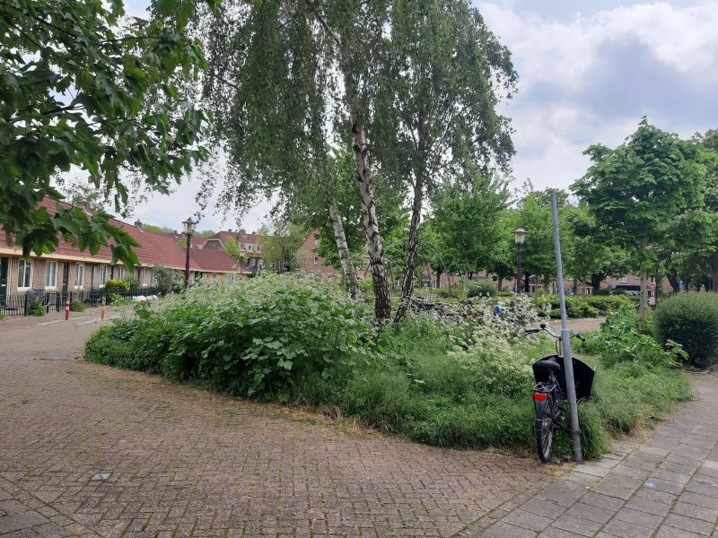 Sleutelbloemstraat 6