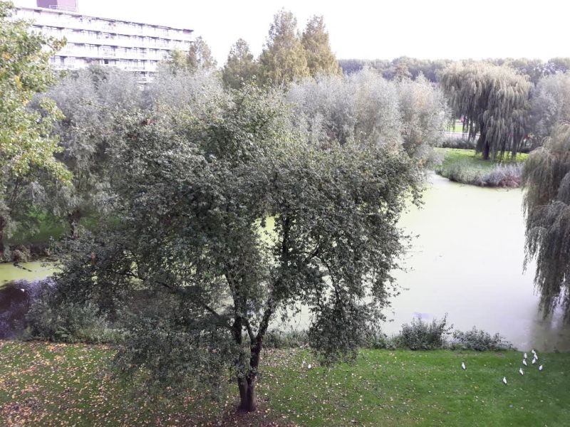 Nicolaas Beetsstraat 334