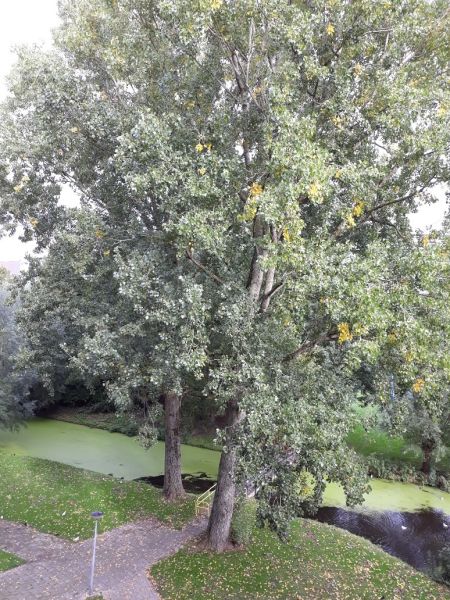 Nicolaas Beetsstraat 334