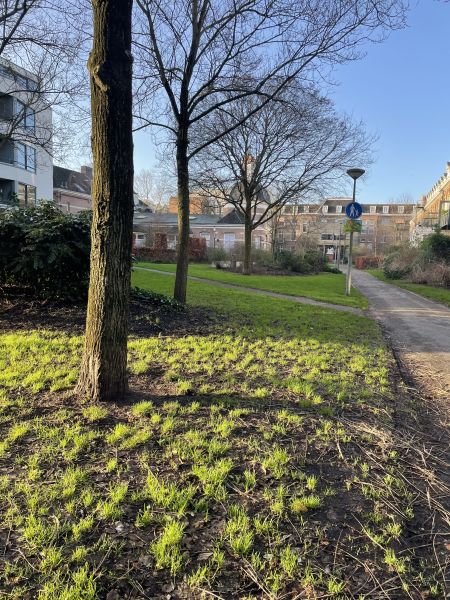 Woltera van Reesstraat 81