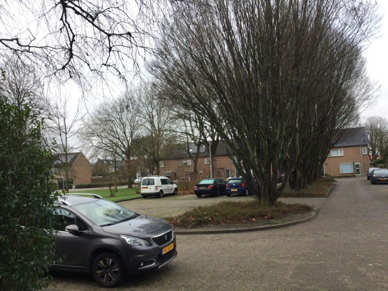 Hoornbladplantsoen 17