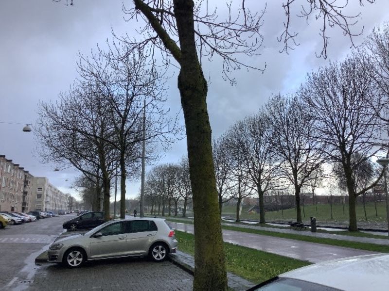 Bernard Shawsingel 344