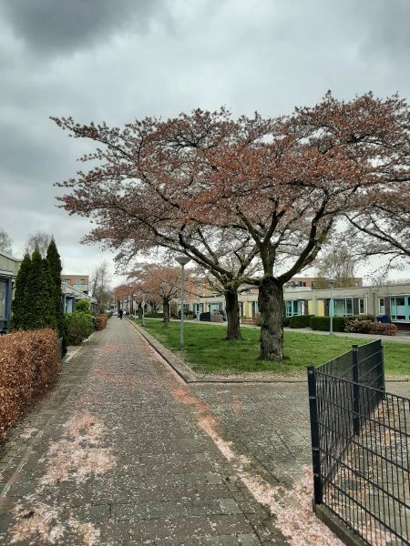 Java Legioenstraat 64