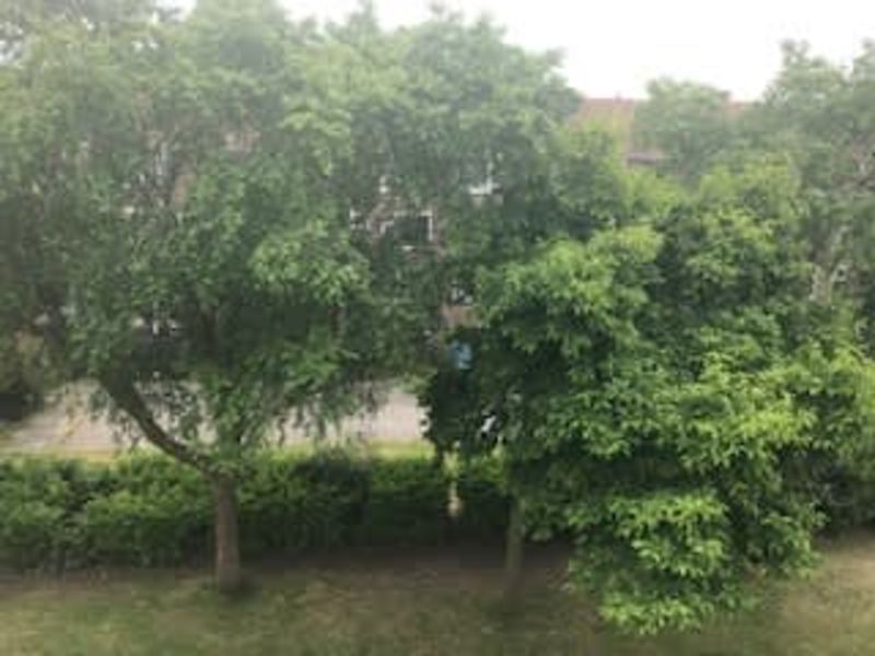 Goeman Borgesiusstraat 50