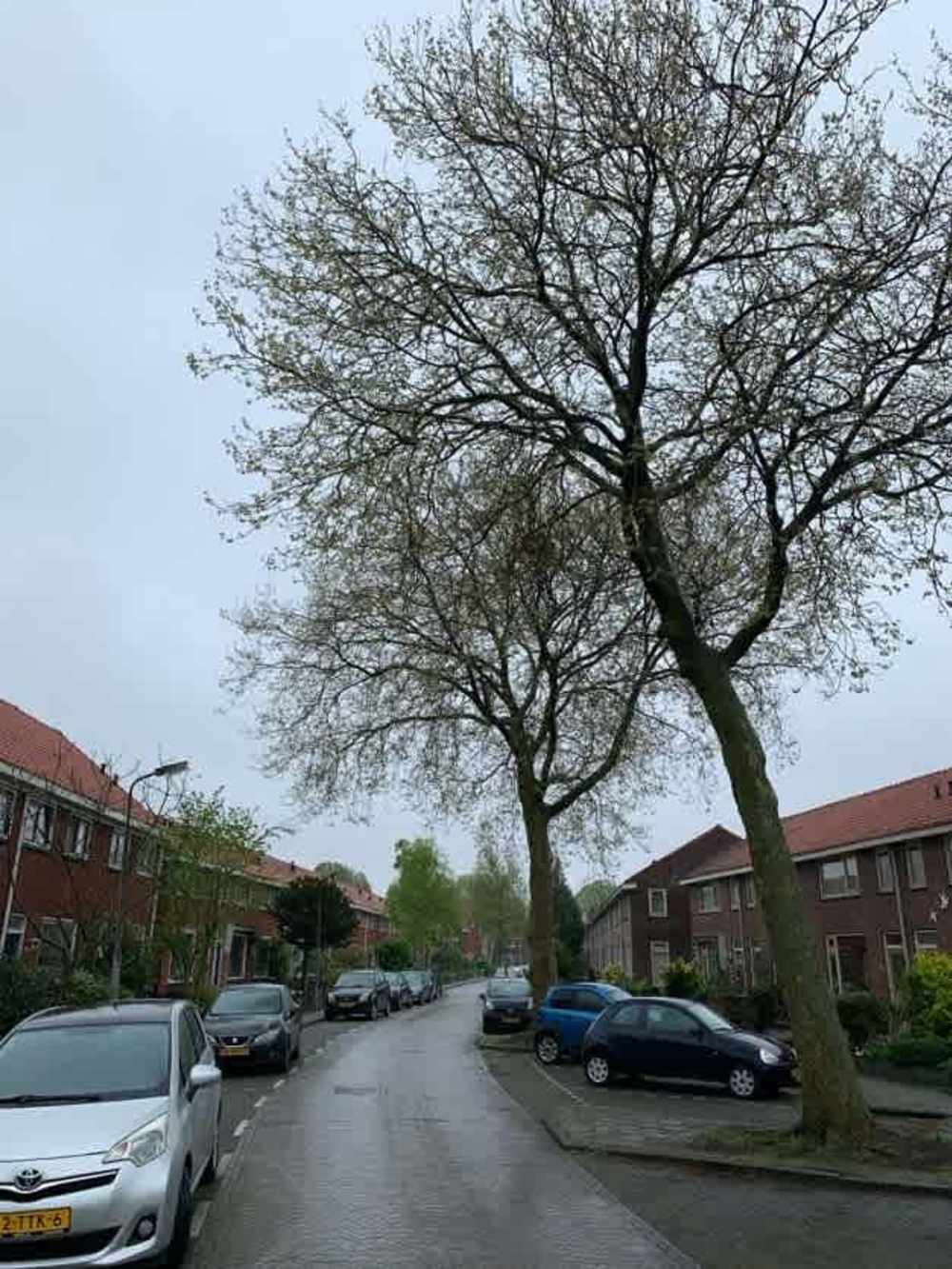 Burgemeester van de Stadtstraat 21