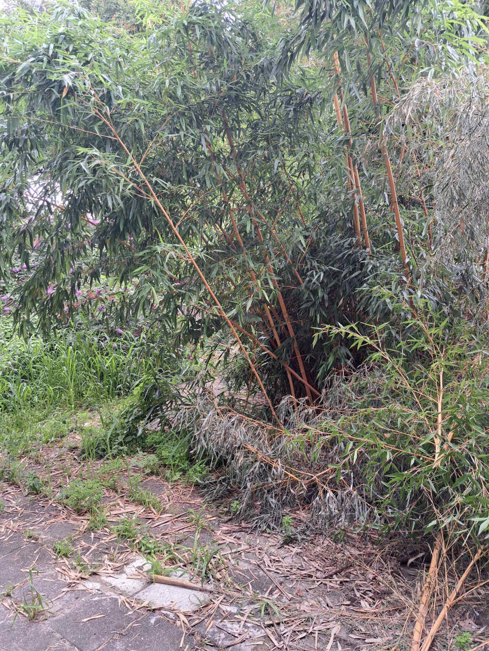 Van der Burchstraat 7